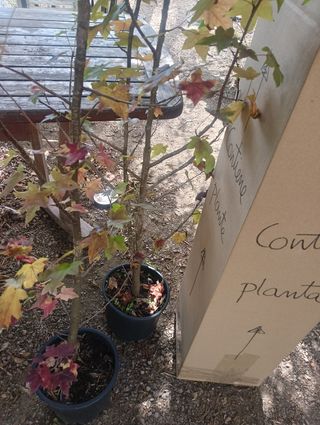 2 Liquidambar