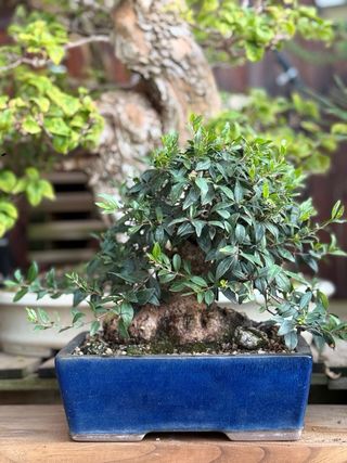 Bonsai Mirto Shohin