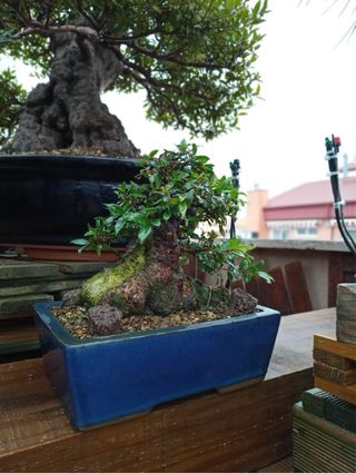 Bonsai Mirto Shohin