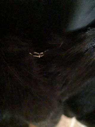 Chaqueta pelo sintético Maii Talla M