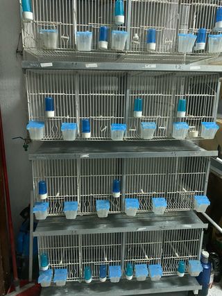 Jaulas para cría de pájaros