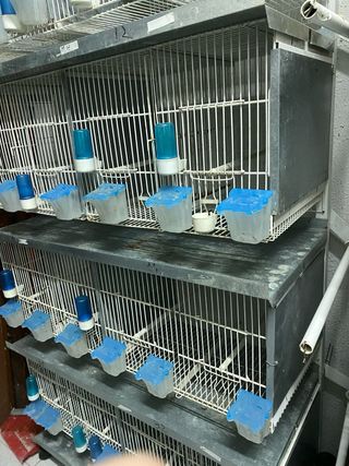 Jaulas para cría de pájaros