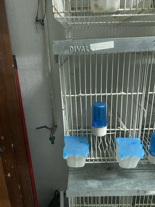 Jaulas para cría de pájaros
