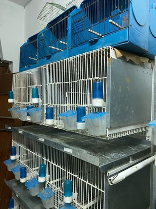 Jaulas para cría de pájaros