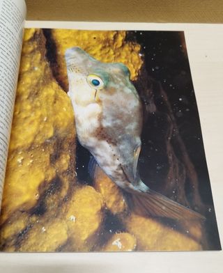 Revista Aquí Imagen 1989