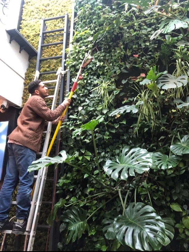 Servicio de poda de arboles y general