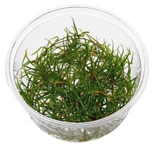 Helanthium tenellum Red In Vitro