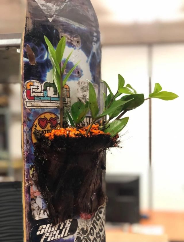 Planta decorativa para interiores