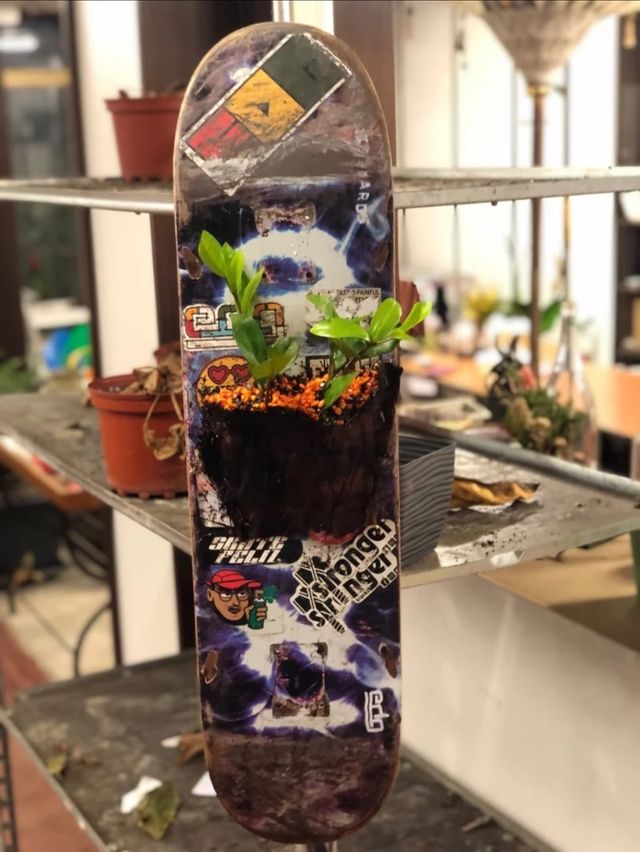 Planta decorativa para interiores