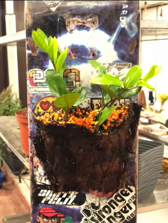 Planta decorativa para interiores