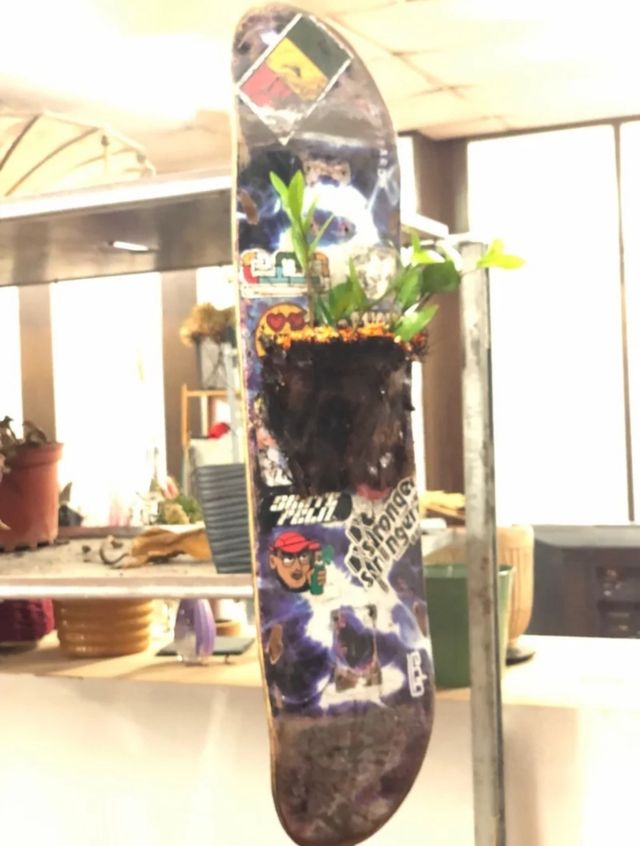 Planta decorativa para interiores