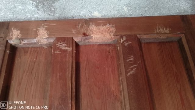 Puertas de pino macizas teñidas nogal