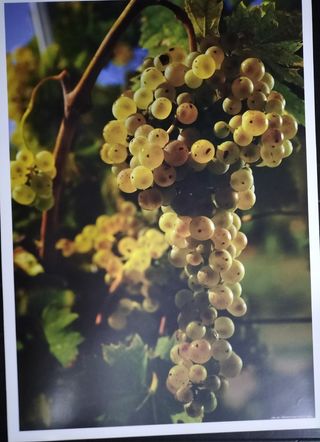 Stampa fotografica uva