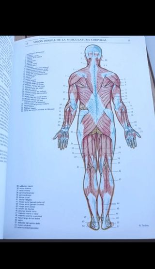 Libro Anatomía 