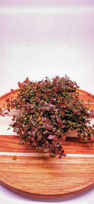 Ludwigia mini super red - Planta para acuarios