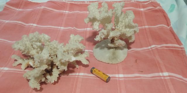 Corales decorativos beige y blanco