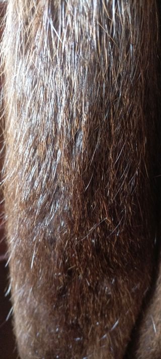 Abrigo 3/4 marrón. Nutri