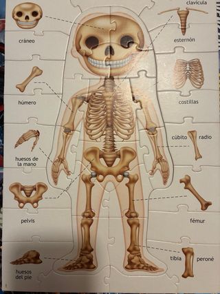 Puzzle El Cuerpo Humano Educa