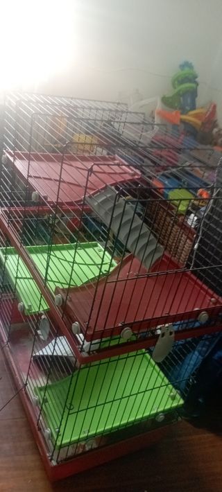 Jaula para cobayas/conejos multi-nivel