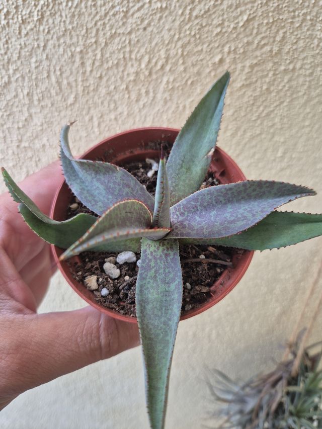 Pianta grassa Mangave Purple People Eater