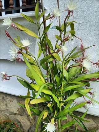 Planta Dama de la Noche con flor blanca