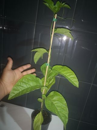 Planta Maracuya Passiflora Edulis 60cm