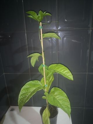 Planta Maracuya Passiflora Edulis 60cm