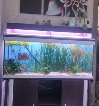 Acuario 250L con mesa