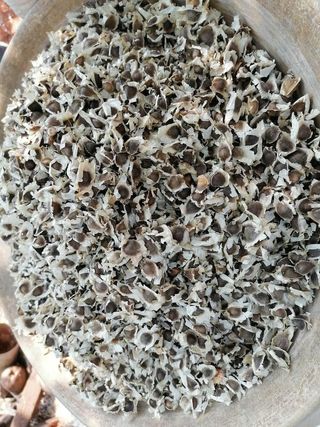 100 Semillas Moringa Oleifera