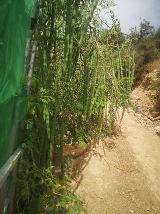100 Semillas Moringa Oleifera