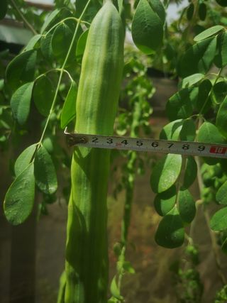 100 Semillas Moringa Oleifera