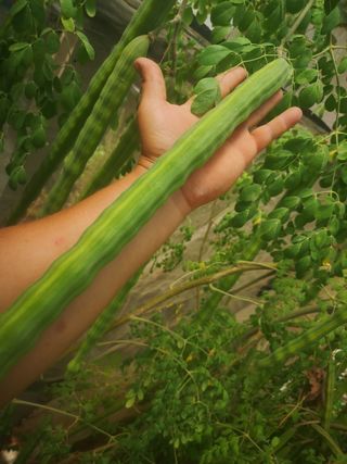 100 Semillas Moringa Oleifera