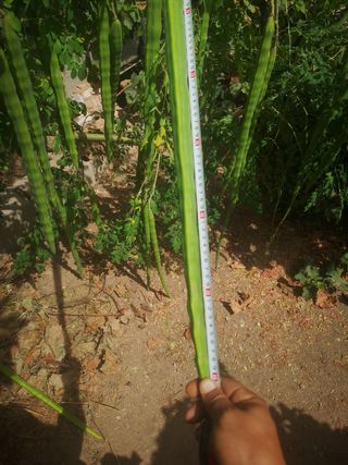 100 Semillas Moringa Oleifera