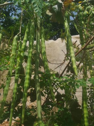 100 Semillas Moringa Oleifera
