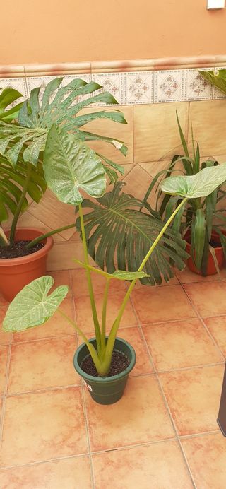 Planta Alocasia