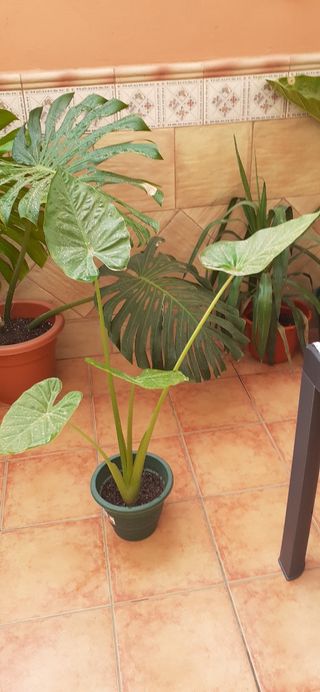 Planta Alocasia