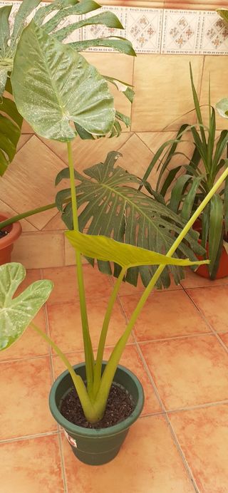Planta Alocasia