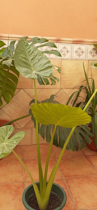 Planta Alocasia