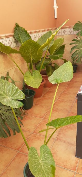 Planta Alocasia