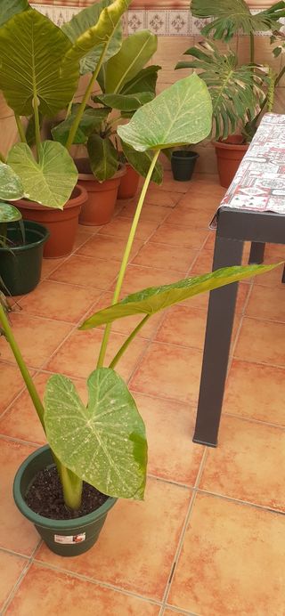 Planta Alocasia