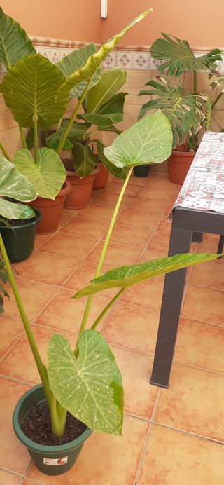 Planta Alocasia