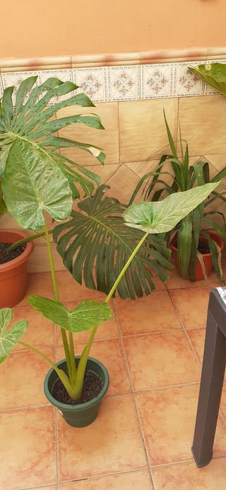 Planta Alocasia