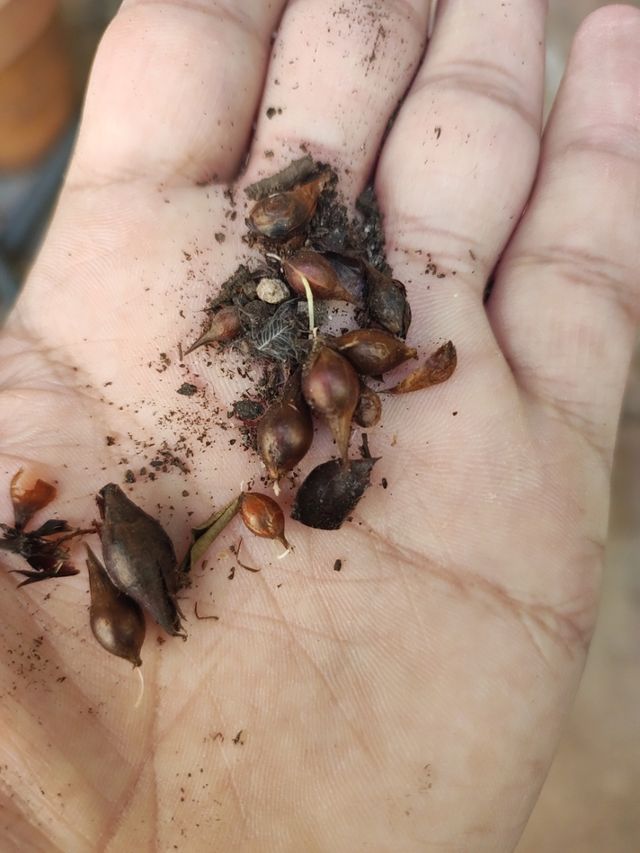 Purpúrea Garnet Oxalis