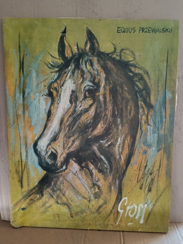 Cuadro de caballo Equus Przewalskii