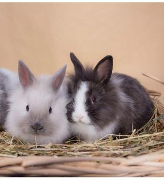 CUIDADOR DE ANIMALES