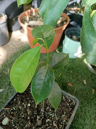 Planta Annona Montana