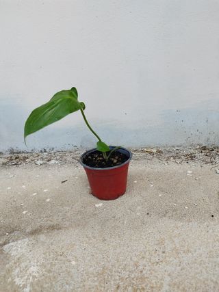 Monstera deliciosa pianta