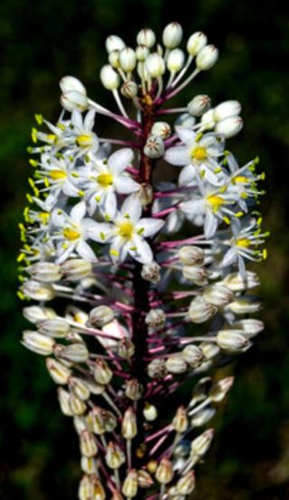 Bulbo Scilla Marittima