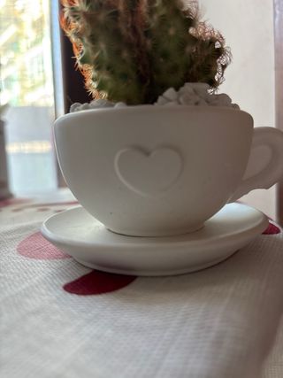 Tazza gesso con piantina grassa