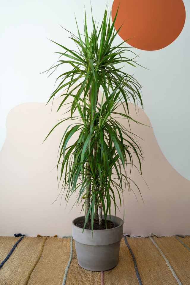Planta Drácena 110-130cm con maceta